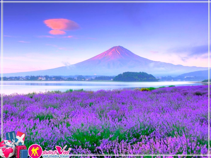Du lịch Nhật Bản 4 ngày 3 đêm dịp Hè 2017 ngắm hoa Lavender